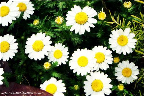 雏菊 在线观看,浪漫与复仇交织的青春旋律